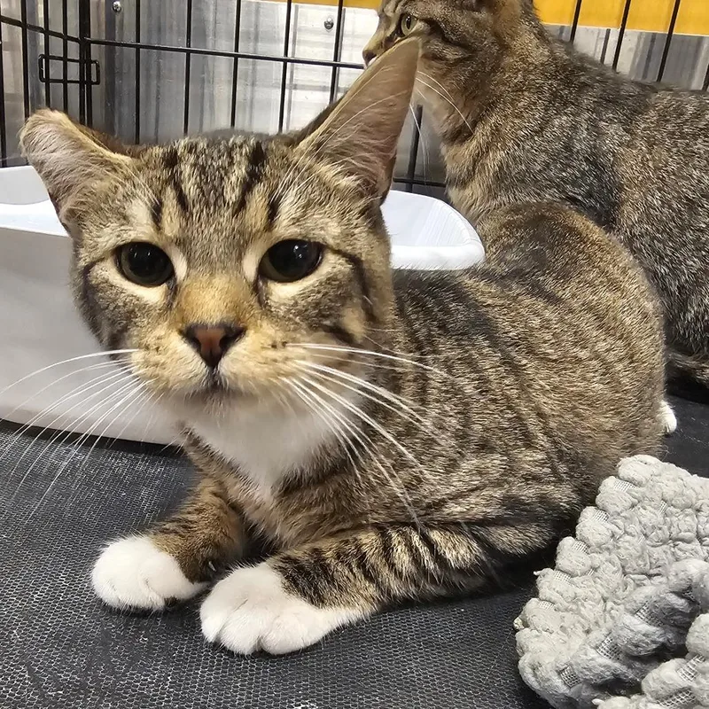 A young small-sized female Domestic Short Hair cat named Piper for adoption in Hedgesville, WV