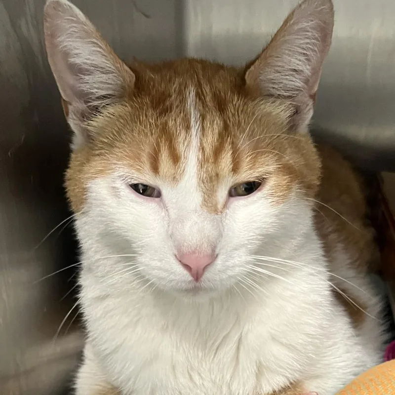 An adult large-sized male Orange / Red Domestic Short Hair cat named Milo for adoption in Oak Park, IL