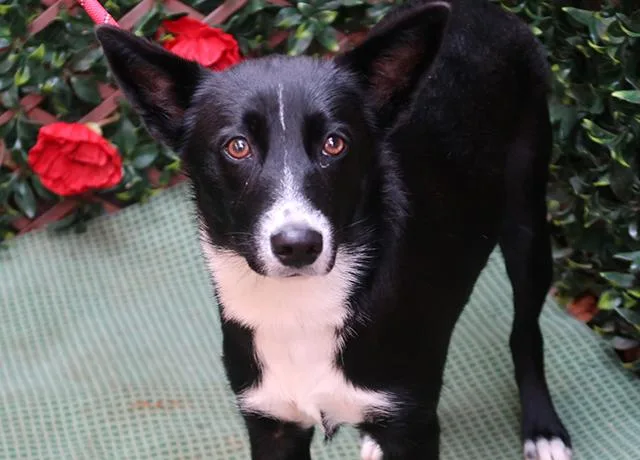 An adult small-sized female Border Collie dog named Sky for adoption in Charlotte, NC