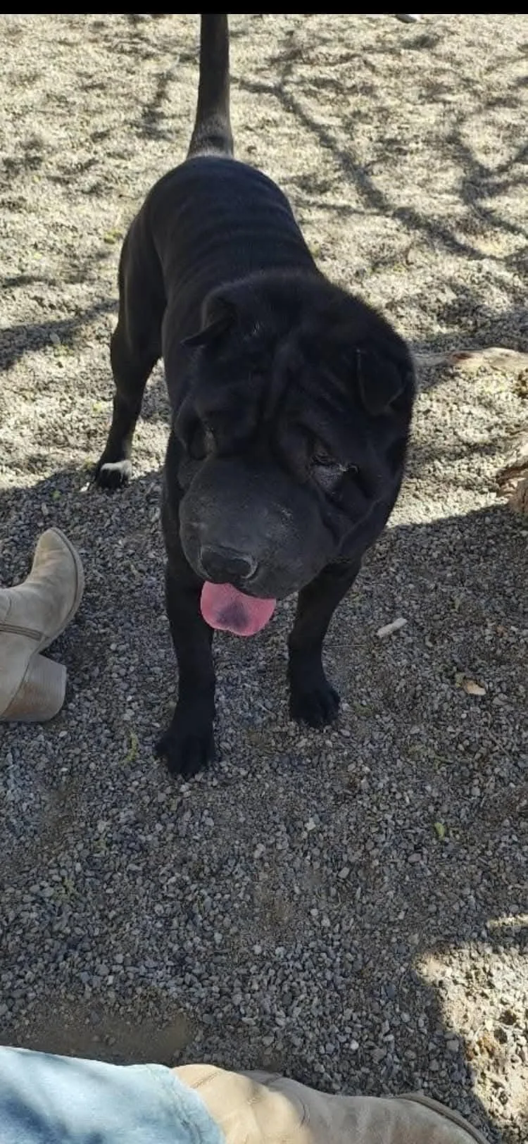 An adult medium-sized female Shar-Pei dog named Daisy for adoption in Lake Forest, CA