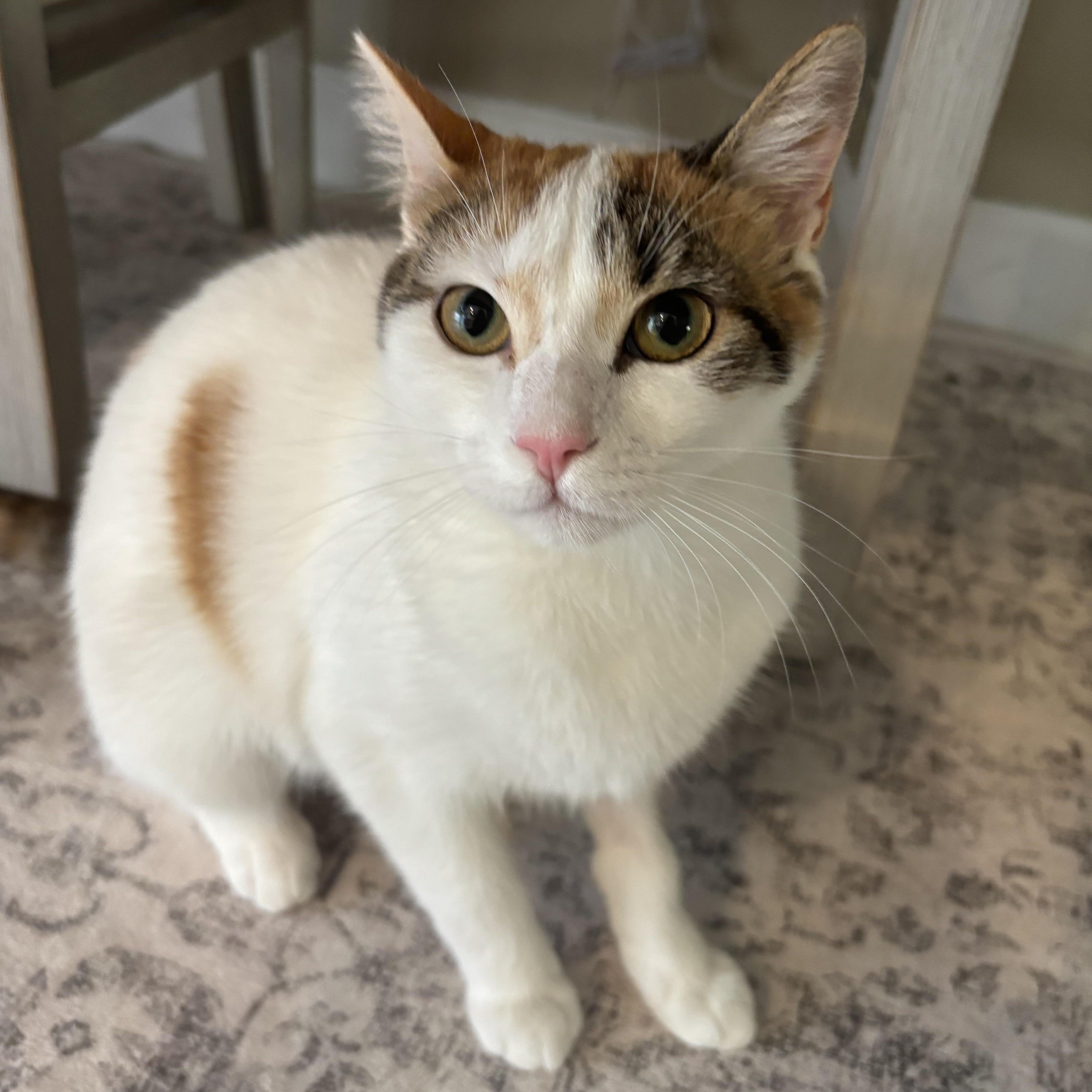 A young medium-sized female Domestic Short Hair cat named Sophie for adoption in Tavares, FL