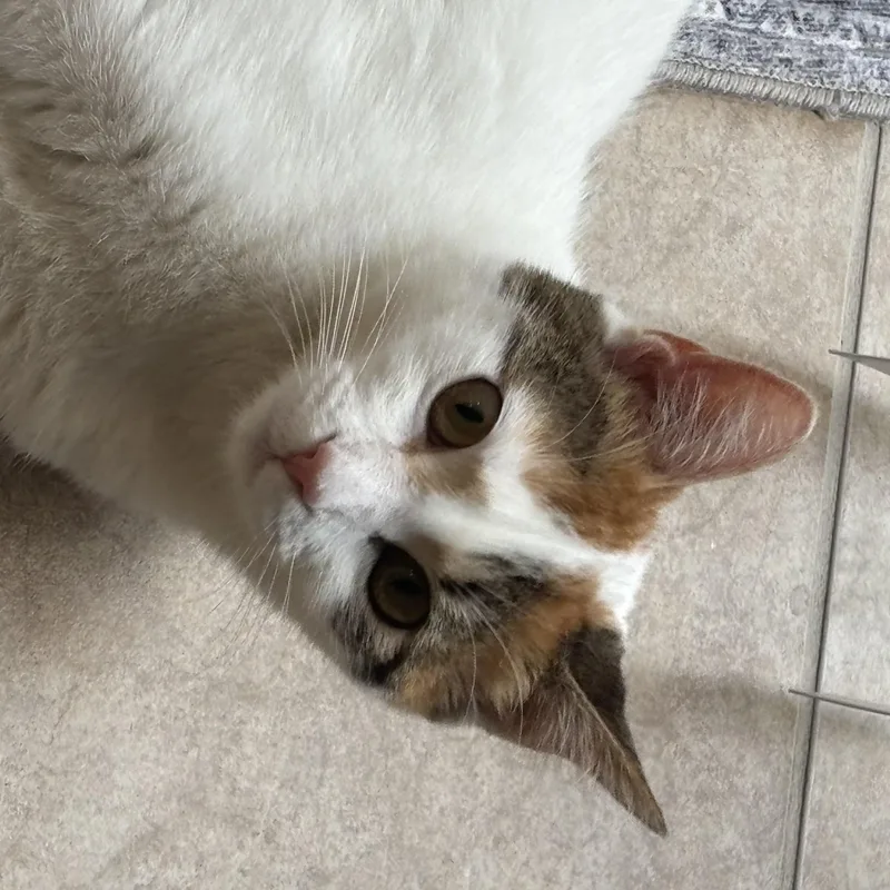 Sophie thumbnail 2