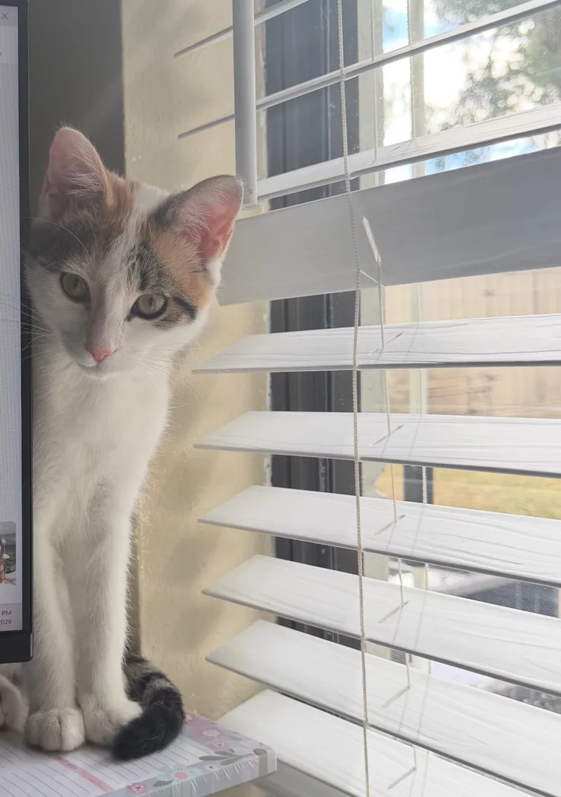 Sophie thumbnail 3