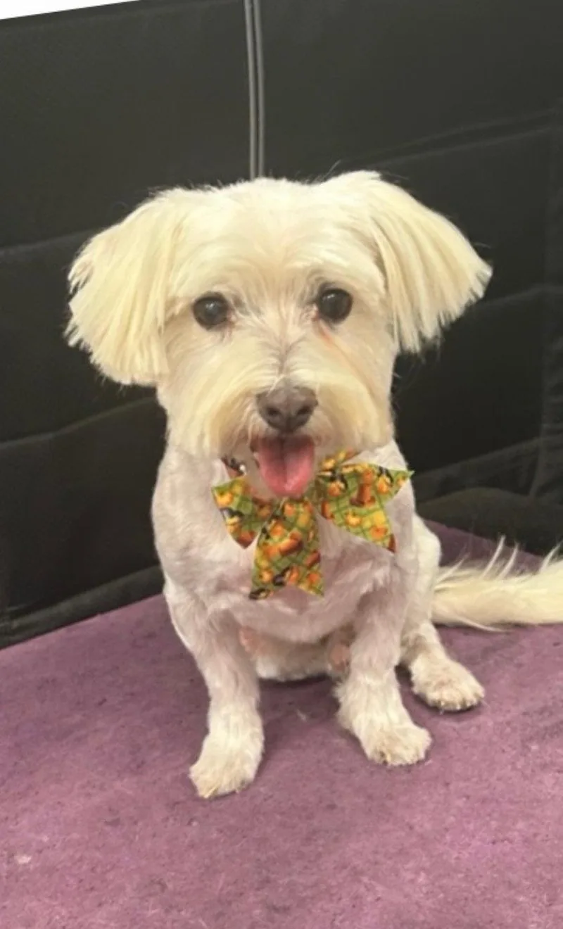 A senior small-sized male Terrier dog named Sooner for adoption in Grafton, WI