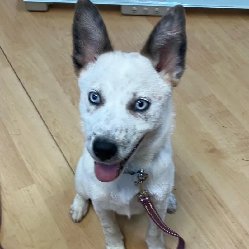 A baby medium-sized male White / Cream Australian Cattle Dog / Blue Heeler dog named Bodi for adoption in Washington, PA