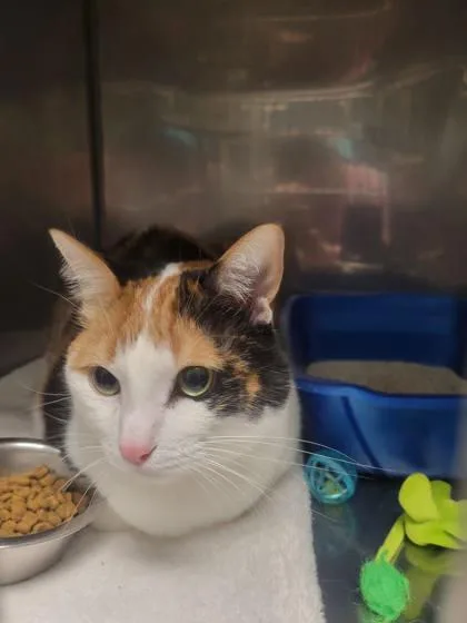 An adult large-sized female Domestic Short Hair cat named Evermore for adoption in Fishers, IN