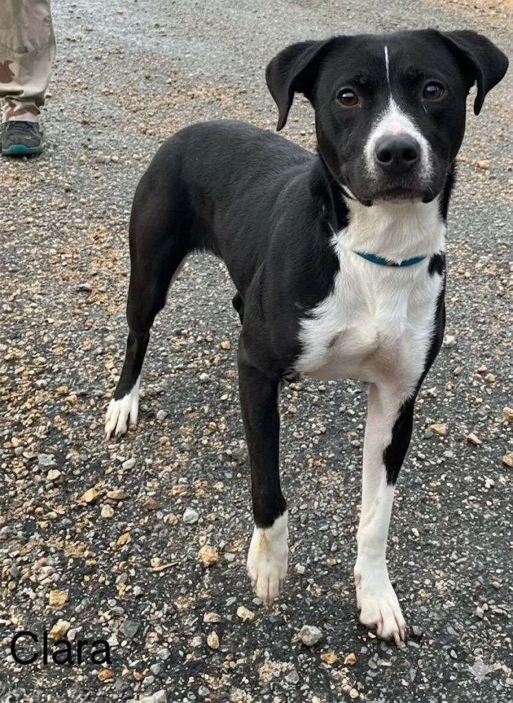 An adult large-sized female Mixed Breed dog named Clara for adoption in Lawrenceburg, TN