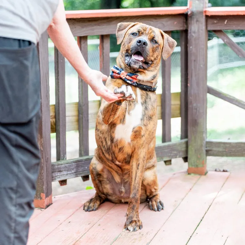 Buckeye D. Dawg thumbnail 2