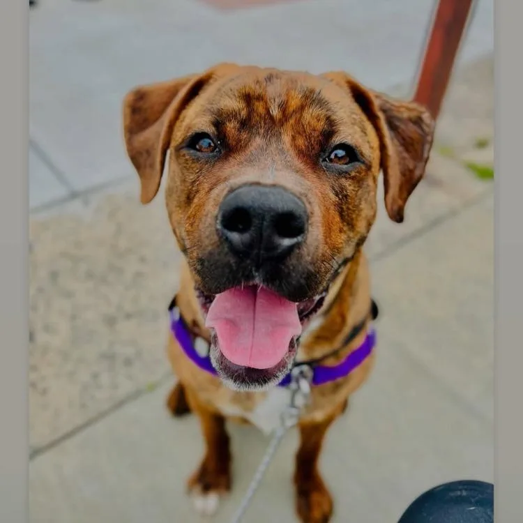 Buckeye D. Dawg thumbnail 3