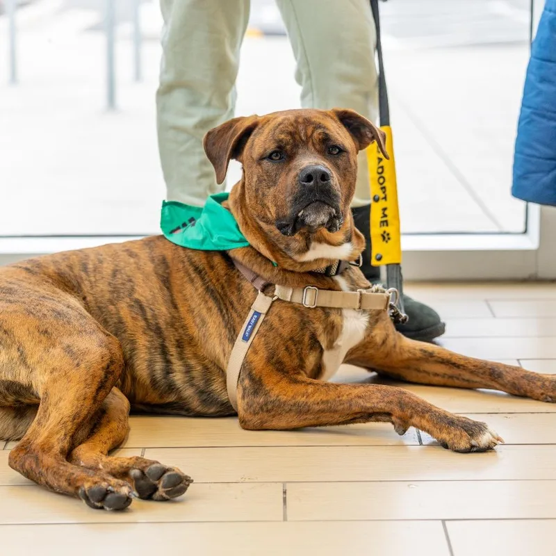 Buckeye D. Dawg thumbnail 4