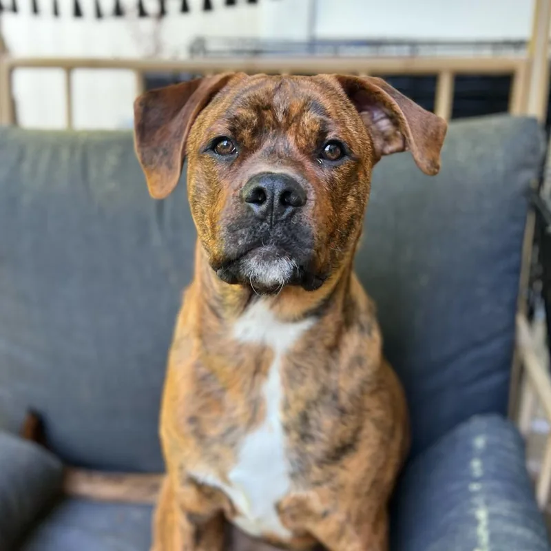 Buckeye D. Dawg thumbnail 6