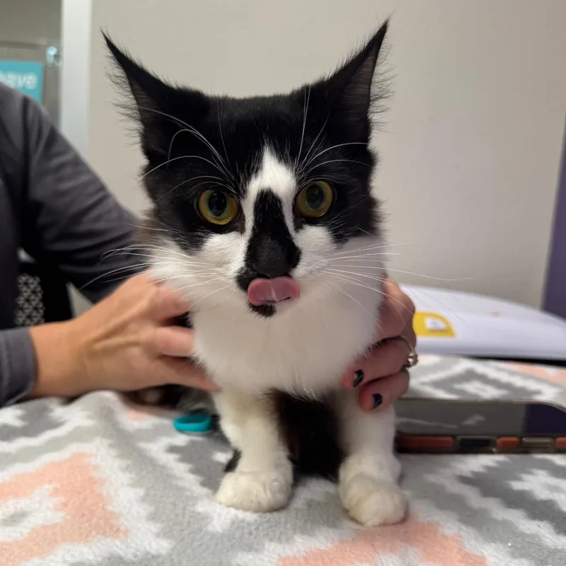 A young medium-sized male Black Domestic Short Hair cat named Ollie for adoption in Englewood, FL