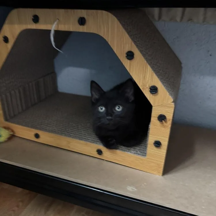 A baby small-sized male Black Domestic Short Hair cat named Sebastian for adoption in Richland, MI