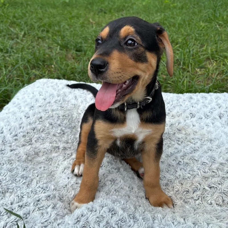 Bonnie