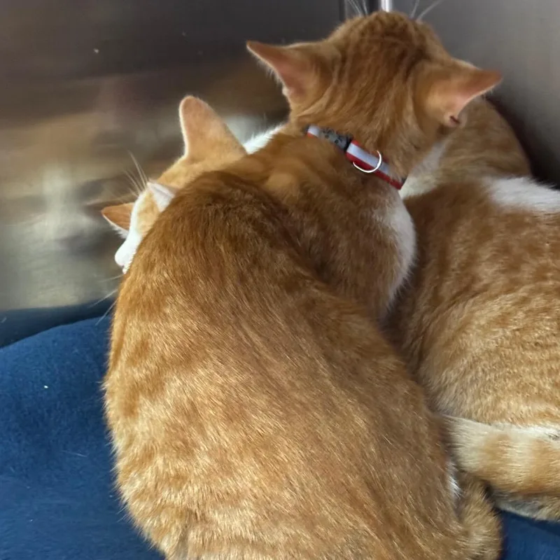 A baby medium-sized male Orange / Red Domestic Short Hair cat named Tango for adoption in Blairsville, GA