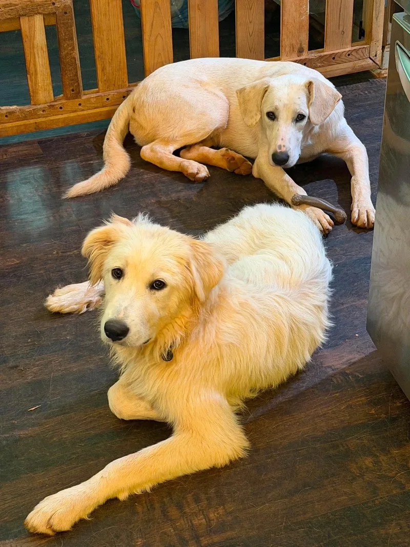 A young large-sized female Great Pyrenees dog named Holly for adoption in New Baltimore, MI