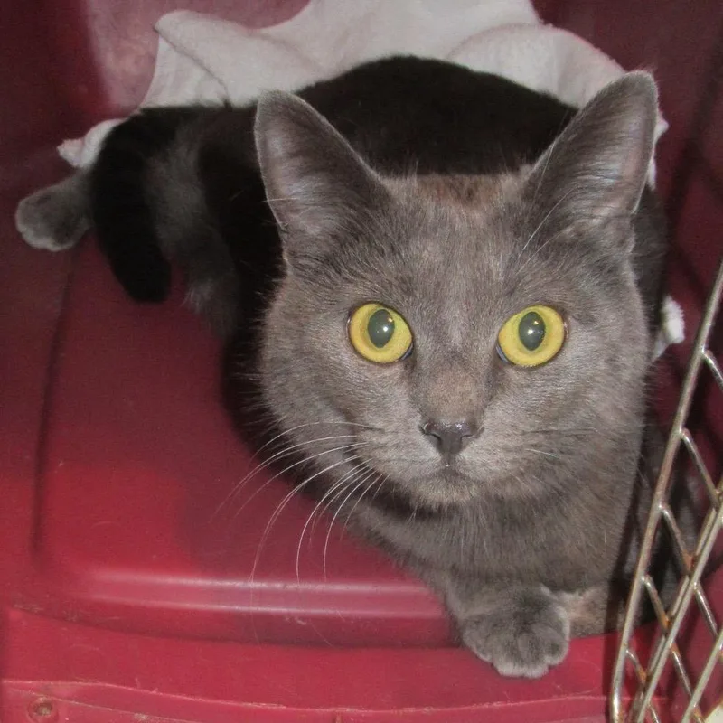 An adult small-sized female Gray / Blue / Silver American Shorthair cat named Goose for adoption in Rochester, MN