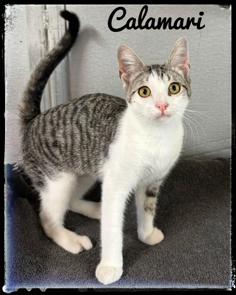 A baby small-sized female Domestic Short Hair cat named Calamari for adoption in El Cajon, CA