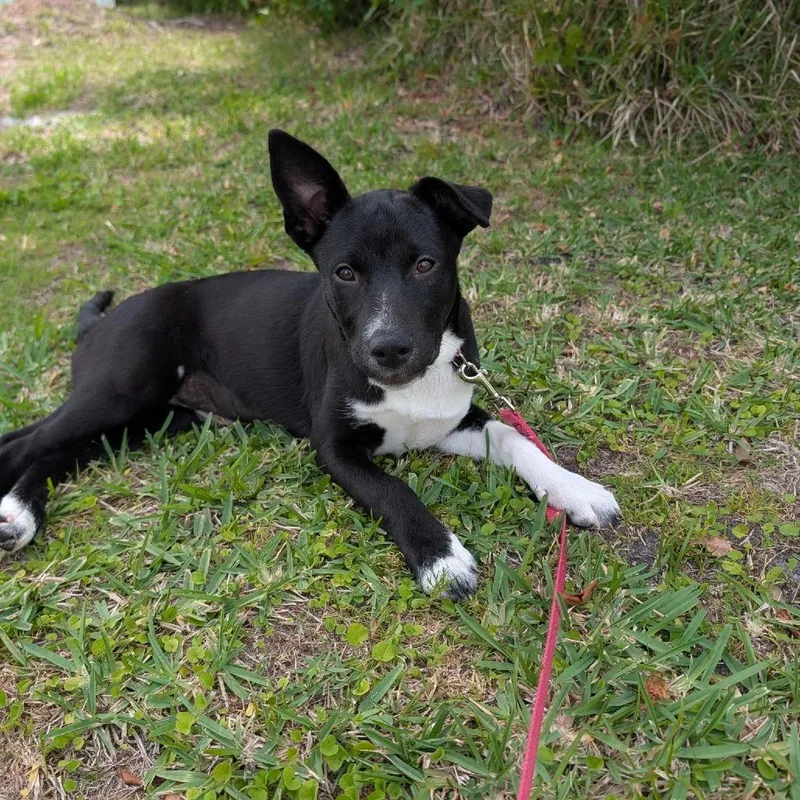A baby medium-sized female Black Mixed Breed dog named Shade for adoption in Port Charlotte, FL