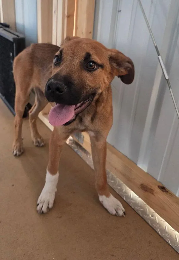 A baby medium-sized male German Shepherd Dog dog named Austin for adoption in Cleveland, TN
