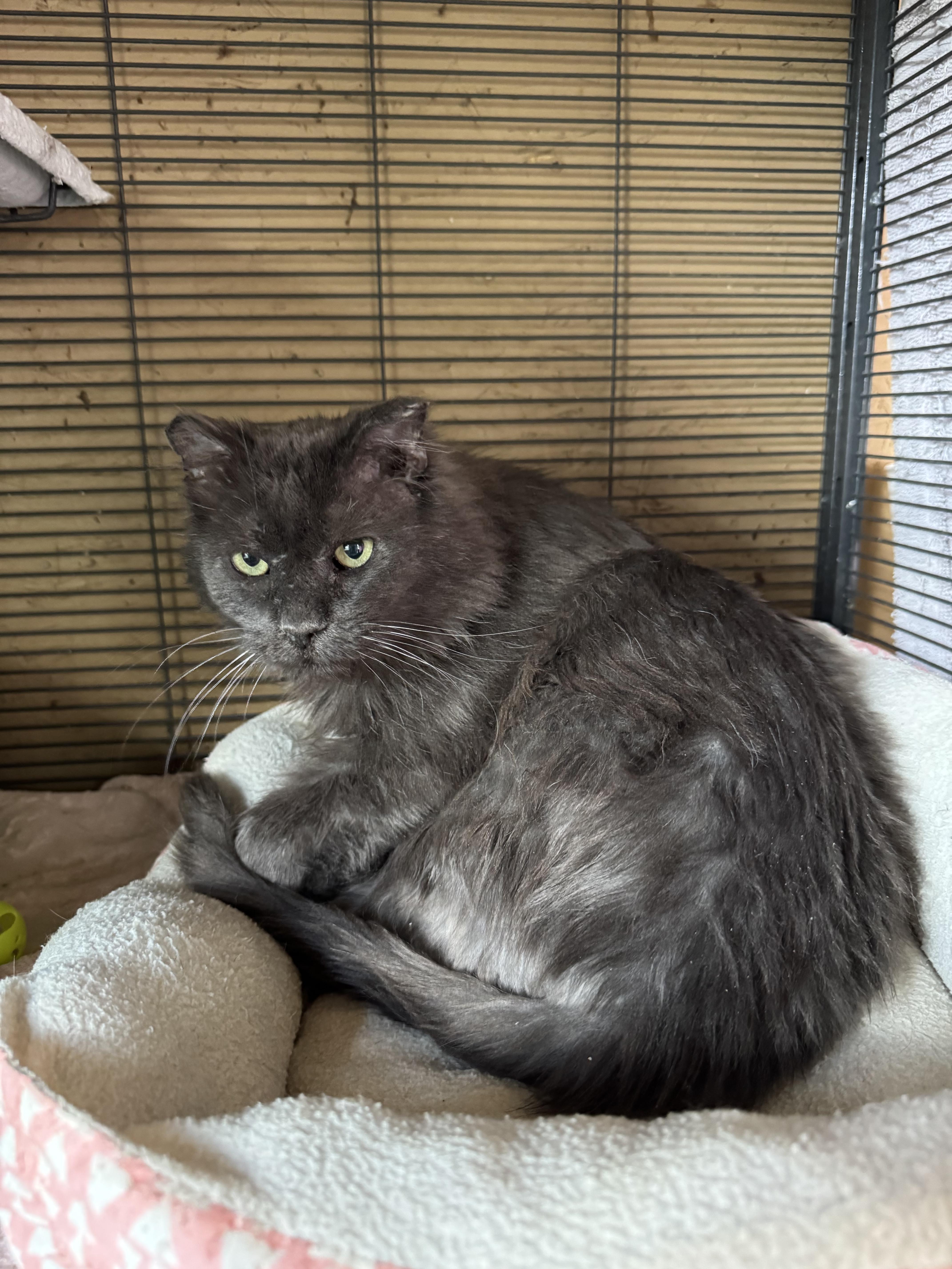 A senior medium-sized male Gray / Blue / Silver Domestic Medium Hair cat named Rocky Balboa for adoption in Rawlins, WY