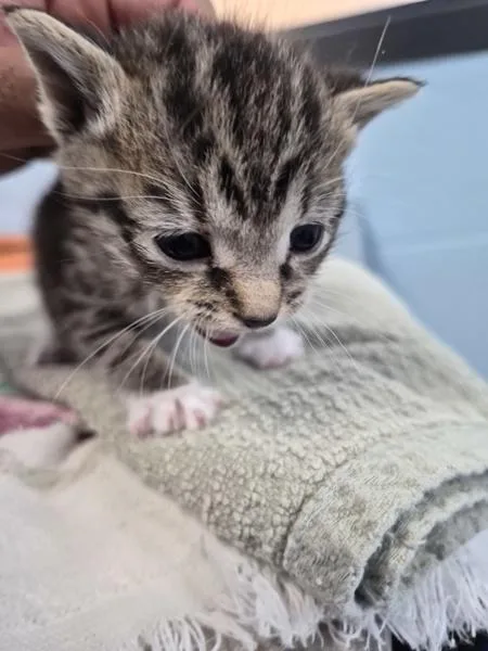 A baby small-sized female Domestic Short Hair cat named Kc for adoption in Lawrenceville, GA