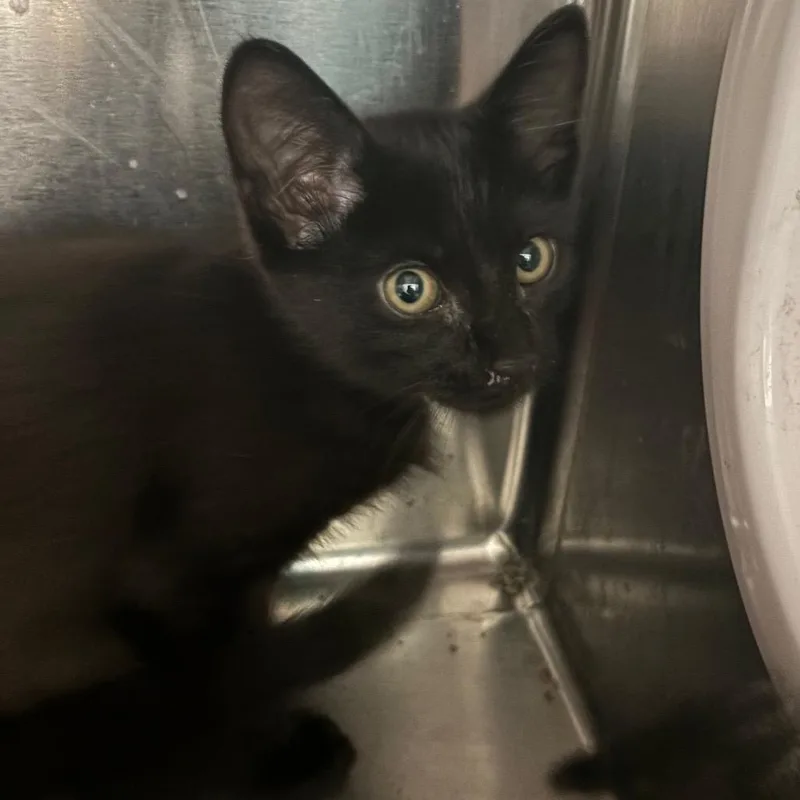A baby small-sized male Black Domestic Short Hair cat named Jerry for adoption in Lakeland, FL