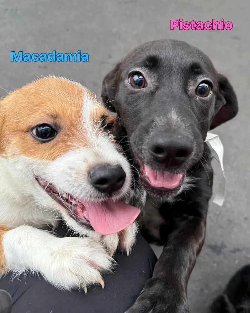 Pistachio thumbnail 2