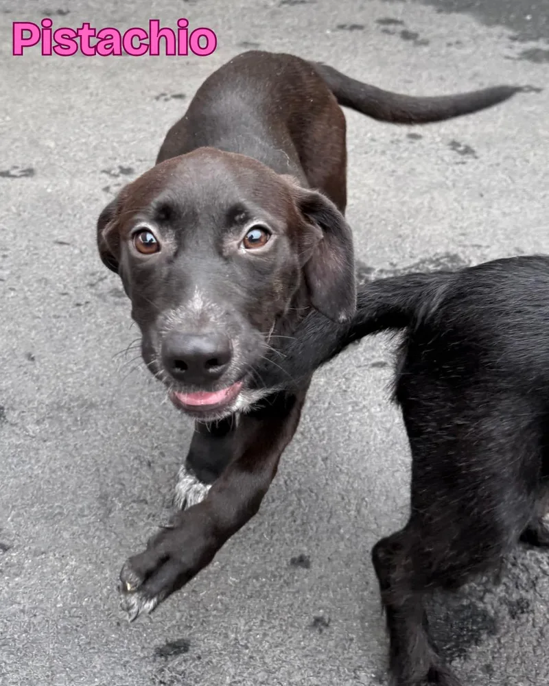 Pistachio thumbnail 4