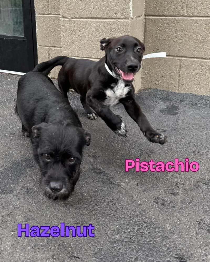 Pistachio thumbnail 5