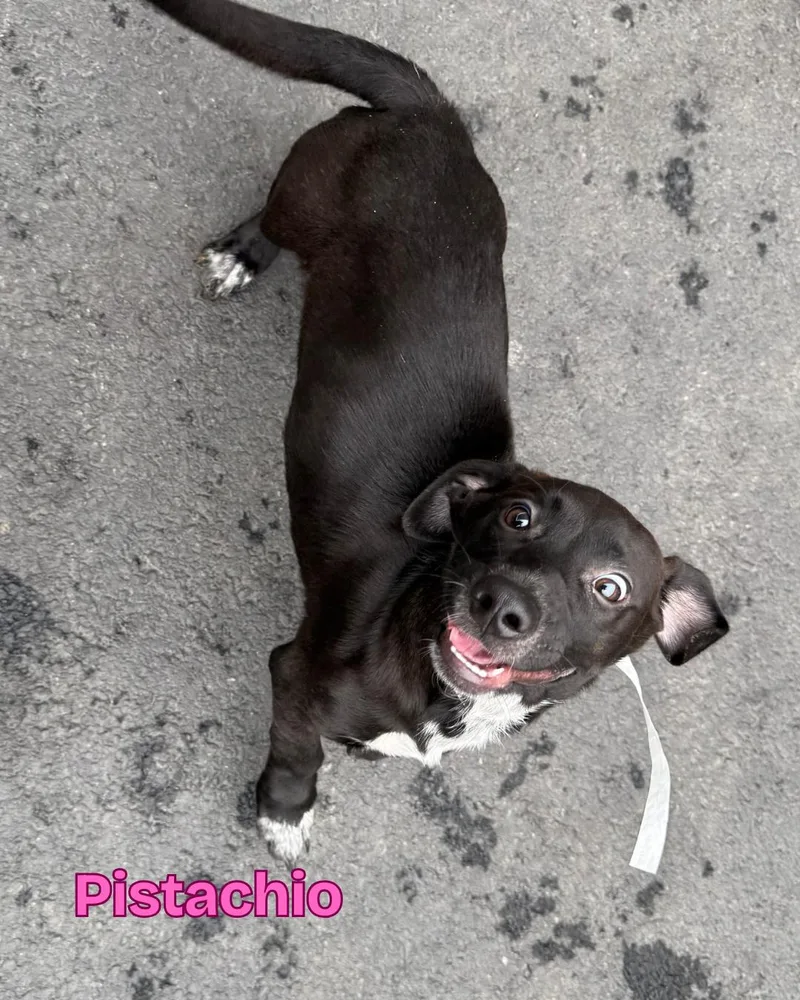 Pistachio thumbnail 6