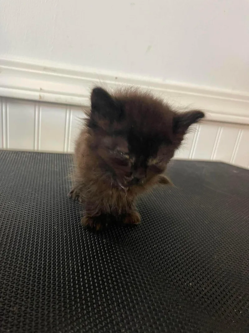 A baby small-sized female Domestic Short Hair cat named Eshe for adoption in Clymer, PA