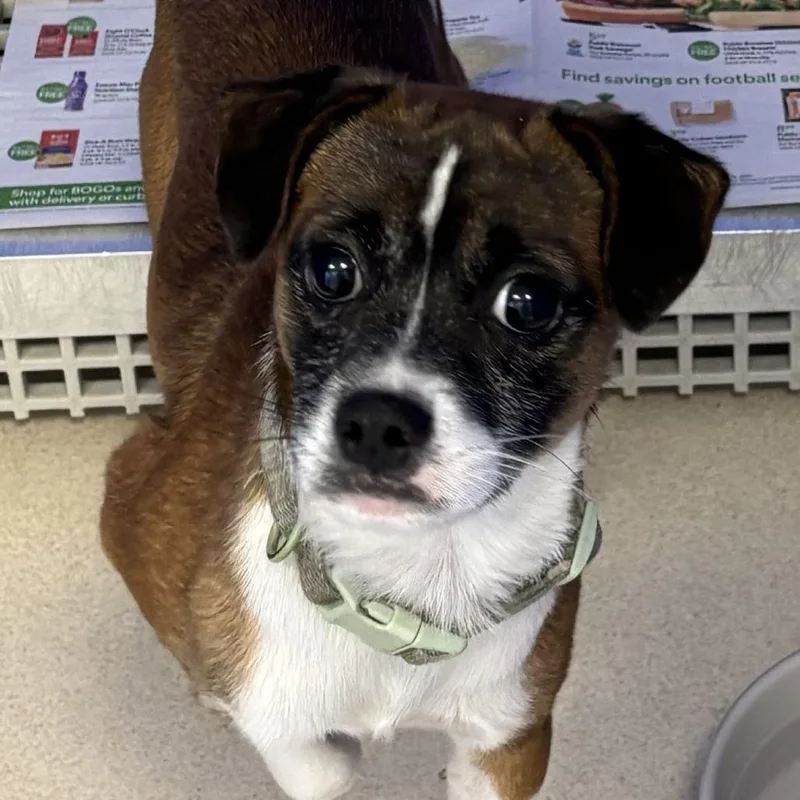 An adult small-sized male Chihuahua dog named Mr. Pickles for adoption in Greensboro, GA