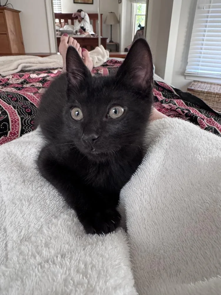 A baby small-sized male Black Domestic Short Hair cat named Poblano for adoption in Greenbelt, MD