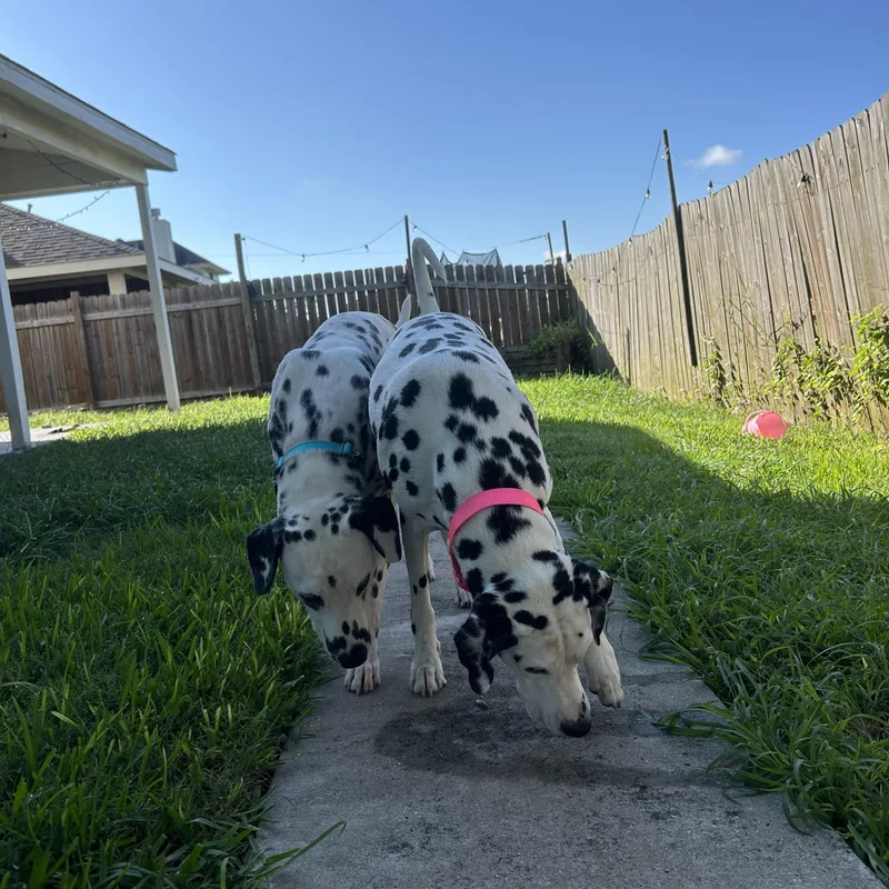A young large-sized male Black Dalmatian dog named Henry for adoption in South Houston, TX