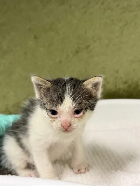 A baby small-sized male Domestic Short Hair cat named Luigi for adoption in Riverside, CA