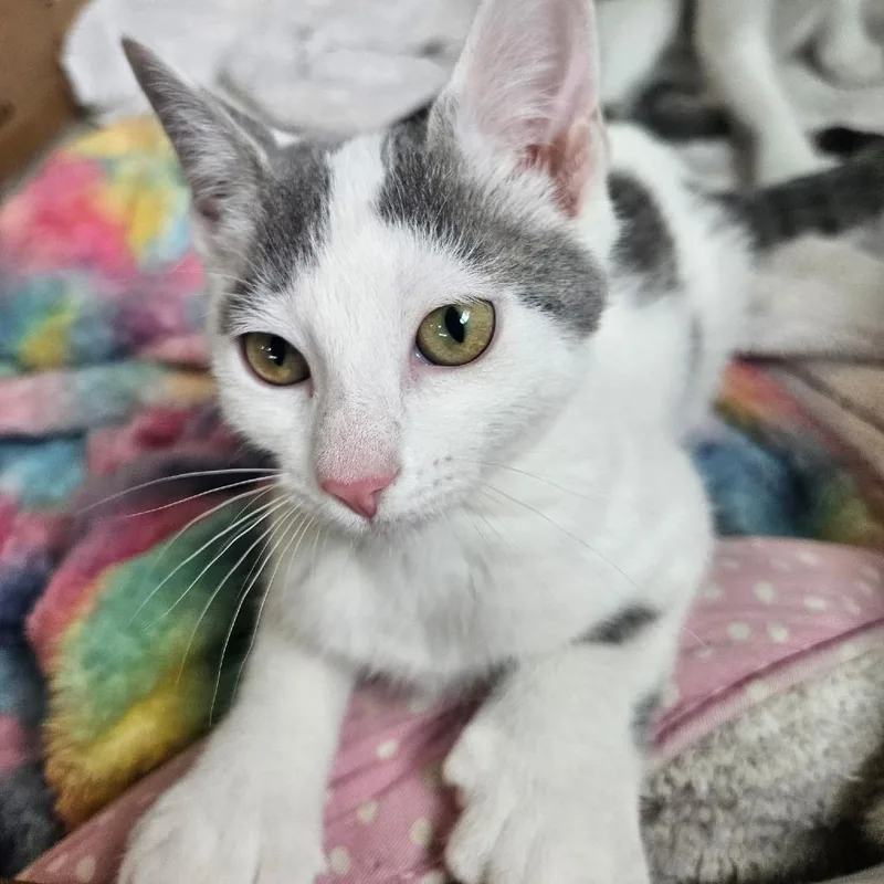 A baby small-sized female White Domestic Short Hair cat named Opal for adoption in Traverse City, MI