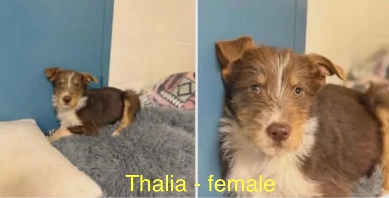 Thalia