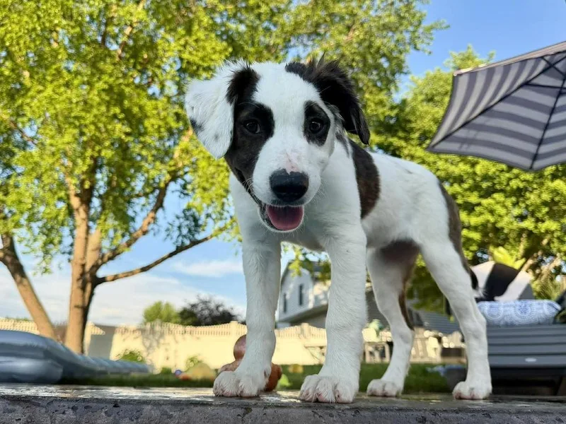 A baby medium-sized female American Staffordshire Terrier dog named Pistachio for adoption in Rockland, WI