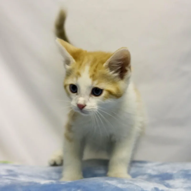 A baby medium-sized male Orange & White Domestic Short Hair cat named Cookie Dough for adoption in Denver, CO