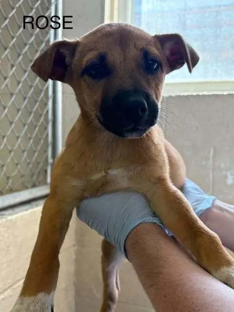 A baby medium-sized female Australian Cattle Dog / Blue Heeler dog named Rose Hall for adoption in Waunakee, WI