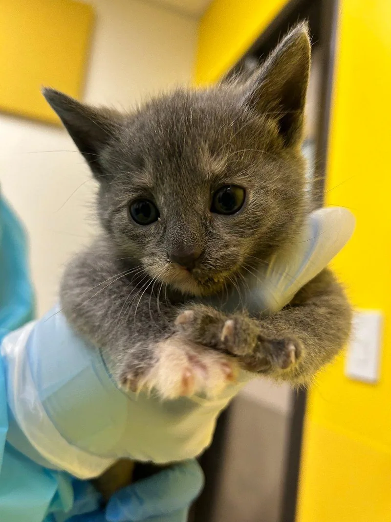 A baby small-sized female Dilute Tortoiseshell Domestic Short Hair cat named Betty for adoption in Raleigh, NC