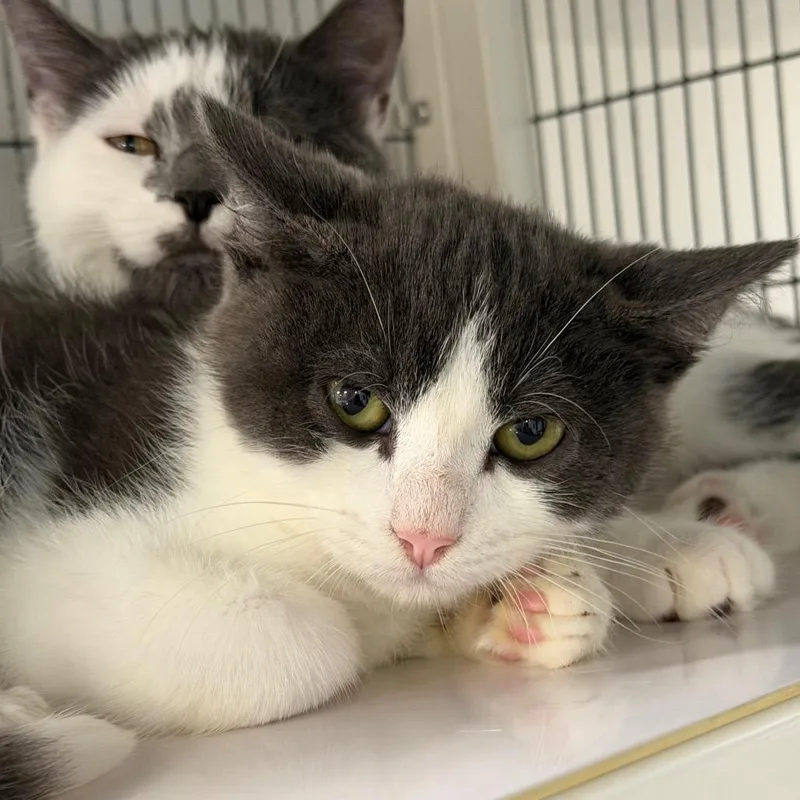 A baby small-sized male Gray / Blue / Silver Domestic Short Hair cat named Gatsby for adoption in Hampton Bays, NY
