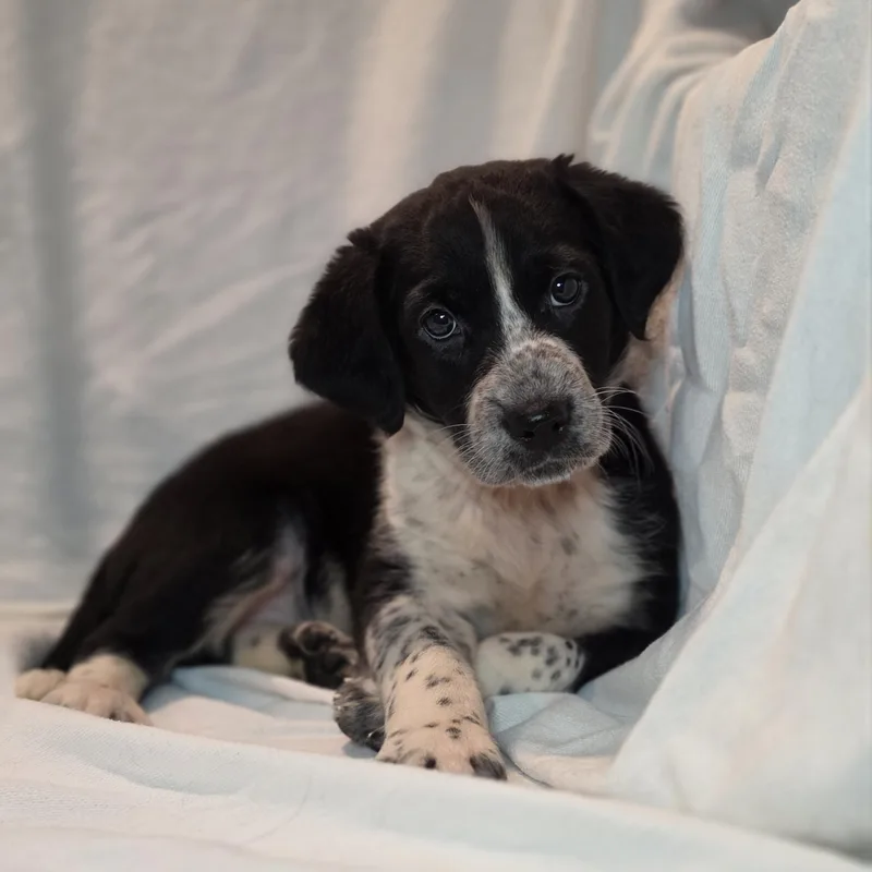 A baby medium-sized female Black Border Collie dog named Sloane for adoption in Blairstown, NJ