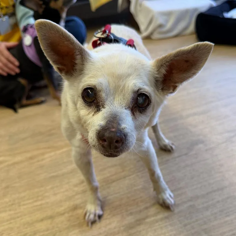 A senior small-sized female White / Cream Chihuahua dog named Flare for adoption in San Francisco, CA