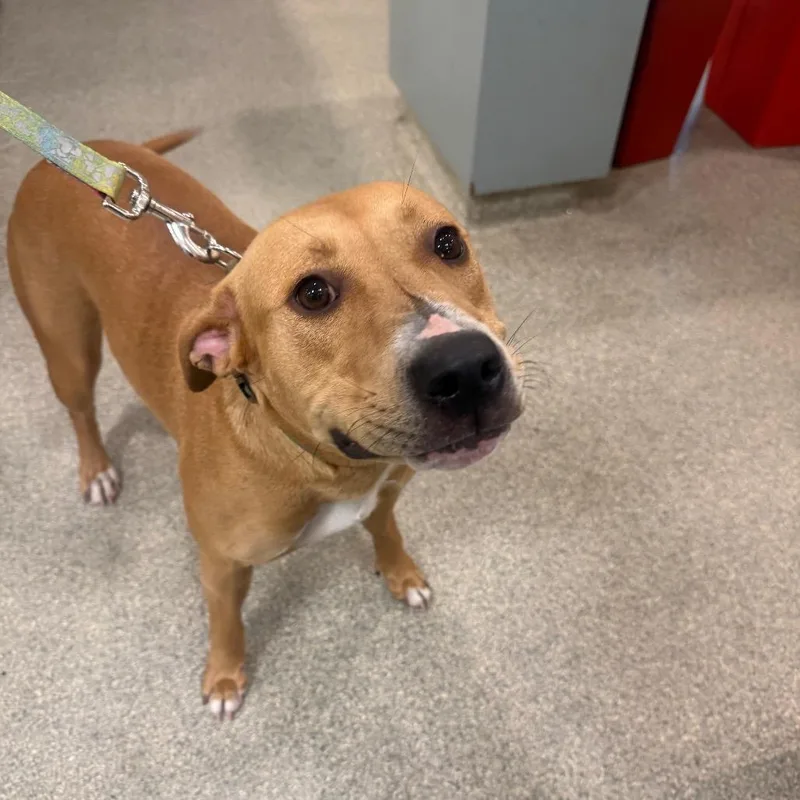 An adult large-sized female Yellow / Tan / Blond / Fawn Mixed Breed dog named Daffodil for adoption in Jacksonville, FL