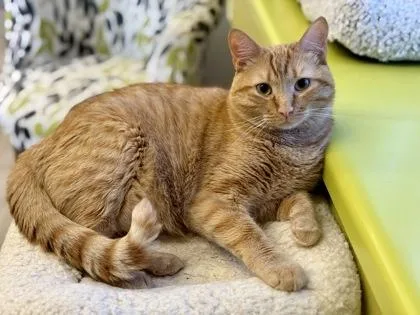 An adult large-sized male Tabby (Orange / Red) Domestic Short Hair cat named Gusteau for adoption in Downers Grove, IL