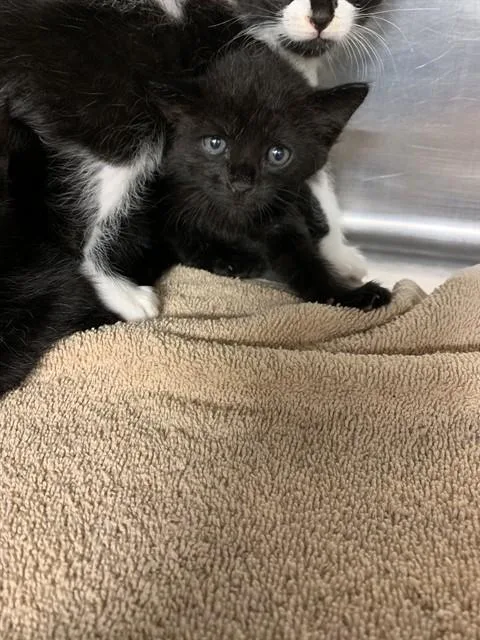 A baby small-sized female Domestic Short Hair cat named Onyx for adoption in Grand Prairie, TX