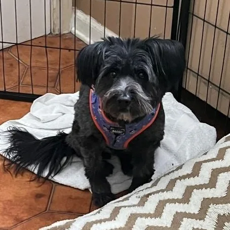 An adult small-sized female Schnauzer dog named Wendy for adoption in Lambertville, NJ