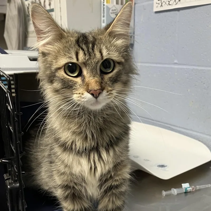 A young medium-sized female Brown / Chocolate Domestic Long Hair cat named Eden for adoption in DeKalb, IL